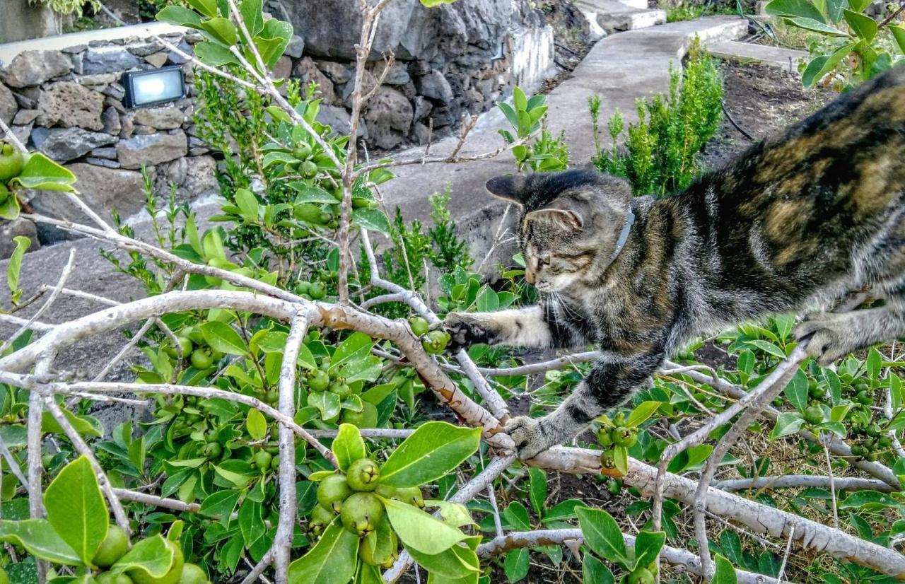 Willa Quinta Terezinha Ribeira Brava Zewnętrze zdjęcie